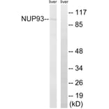 Western Blot - Anti-NUP93 Antibody (C17097) - Antibodies.com