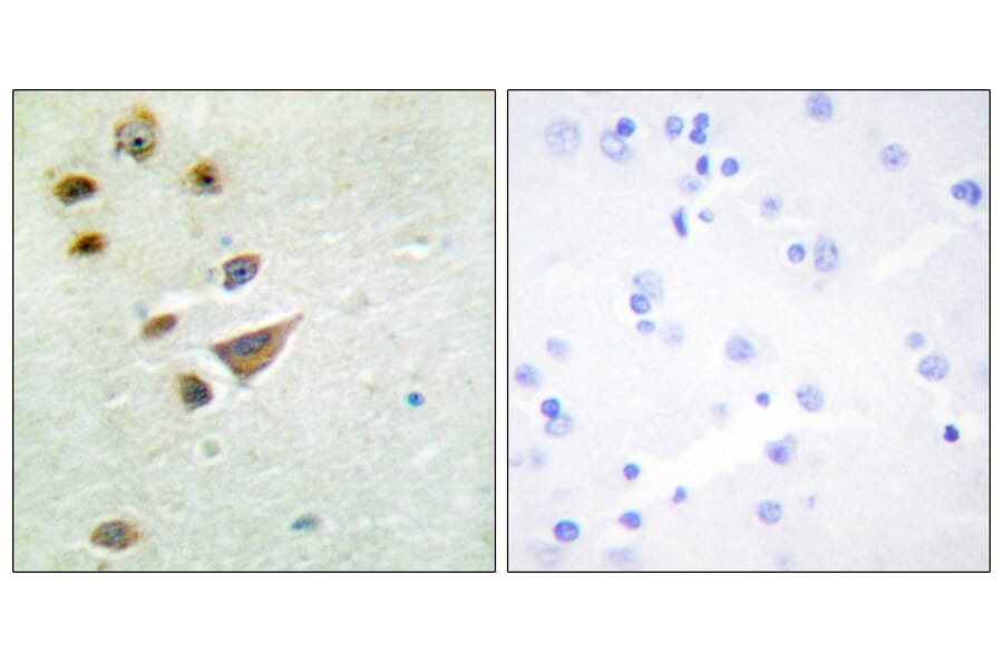 Immunohistochemistry - Anti-NT5C3 Antibody (C11674) - Antibodies.com