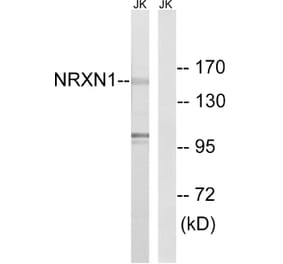 Western Blot - Anti-NRXN1 Antibody (C16909) - Antibodies.com