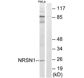 Western Blot - Anti-NRSN1 Antibody (C16907) - Antibodies.com
