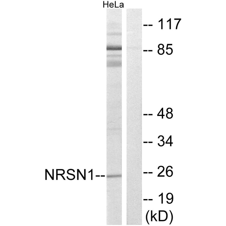 Western Blot - Anti-NRSN1 Antibody (C16907) - Antibodies.com