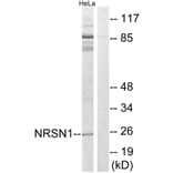 Western Blot - Anti-NRSN1 Antibody (C16907) - Antibodies.com