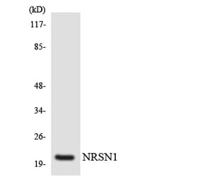 Western Blot - Anti-NRSN1 Antibody (R12-3108) - Antibodies.com