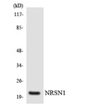 Western Blot - Anti-NRSN1 Antibody (R12-3108) - Antibodies.com