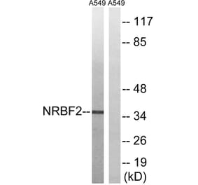 Western Blot - Anti-NRBF2 Antibody (C17124) - Antibodies.com
