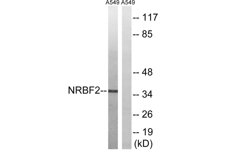 Western Blot - Anti-NRBF2 Antibody (C17124) - Antibodies.com