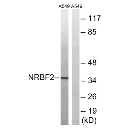 Western Blot - Anti-NRBF2 Antibody (C17124) - Antibodies.com