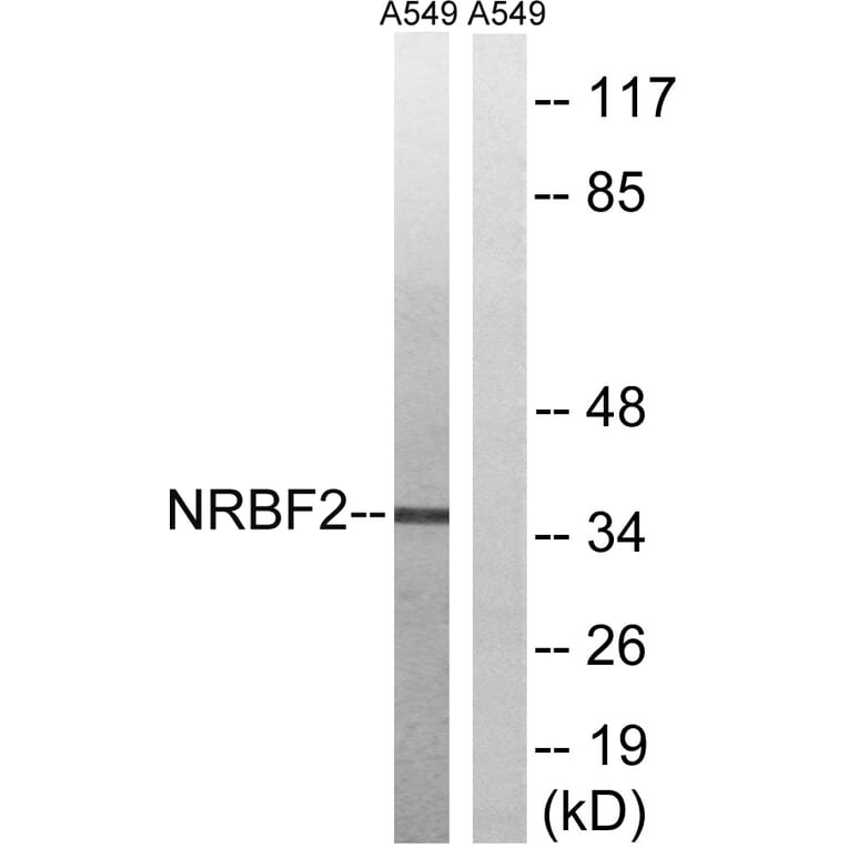 Western Blot - Anti-NRBF2 Antibody (C17124) - Antibodies.com