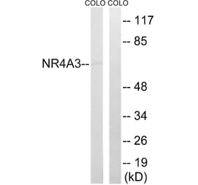 Western Blot - Anti-NR4A3 Antibody (C17569) - Antibodies.com