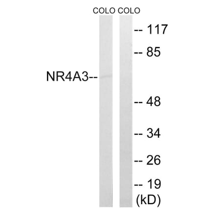 Western Blot - Anti-NR4A3 Antibody (C17569) - Antibodies.com