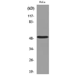 Western Blot - Anti-NR1H3 Antibody (C30010) - Antibodies.com