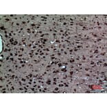 Immunohistochemistry - Anti-NR1H3 Antibody (C30010) - Antibodies.com