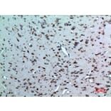 Immunohistochemistry - Anti-NR1H3 Antibody (C30010) - Antibodies.com