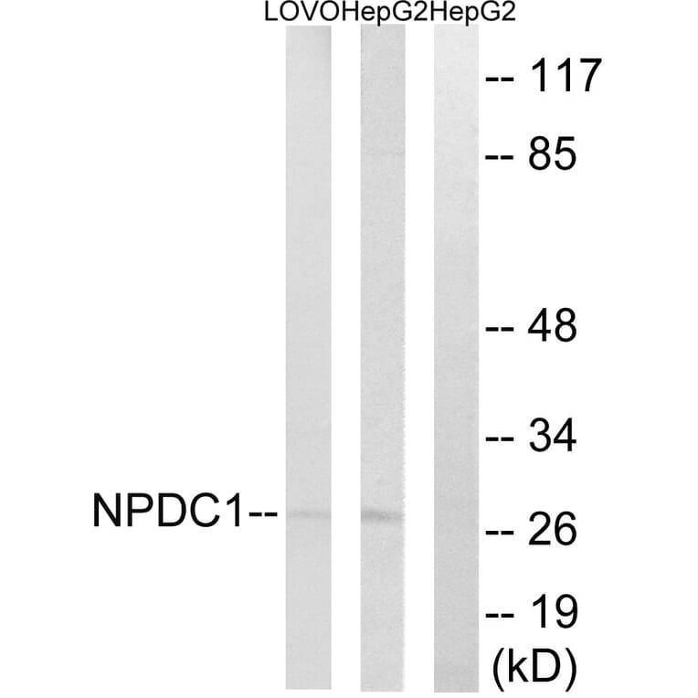 Western Blot - Anti-NPDC1 Antibody (C16901) - Antibodies.com