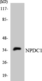 Western blot analysis of the lysates from K562 cells using Anti-NPDC1 Antibody.