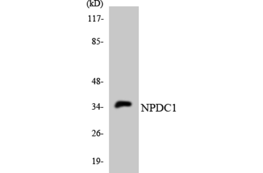 Western Blot - Anti-NPDC1 Antibody (R12-3100) - Antibodies.com