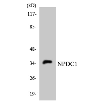 Western Blot - Anti-NPDC1 Antibody (R12-3100) - Antibodies.com