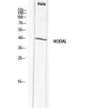 Western Blot - Anti-NODAL Antibody (C30708) - Antibodies.com