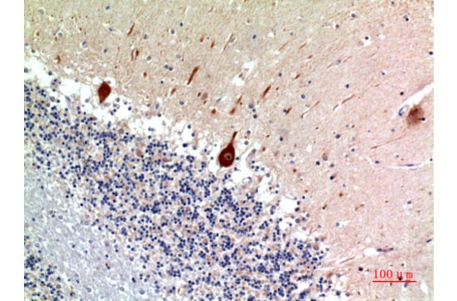 Immunohistochemistry - Anti-NODAL Antibody (C30708) - Antibodies.com