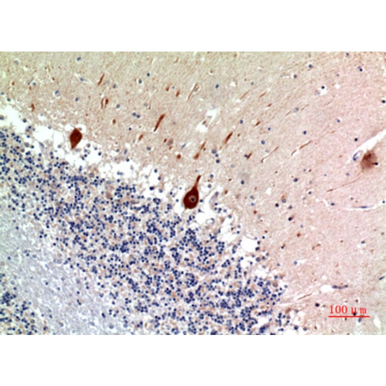 Immunohistochemistry - Anti-NODAL Antibody (C30708) - Antibodies.com