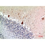 Immunohistochemistry - Anti-NODAL Antibody (C30708) - Antibodies.com