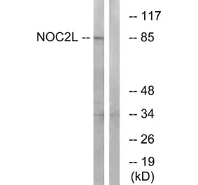 Western Blot - Anti-NOC2L Antibody (C17146) - Antibodies.com