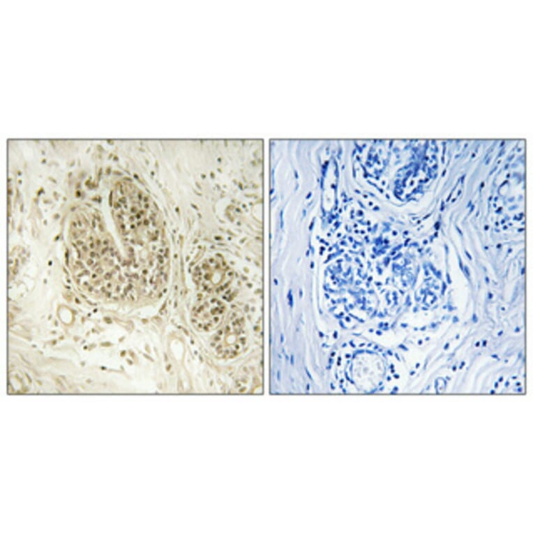 Immunohistochemistry - Anti-NOC2L Antibody (C17146) - Antibodies.com