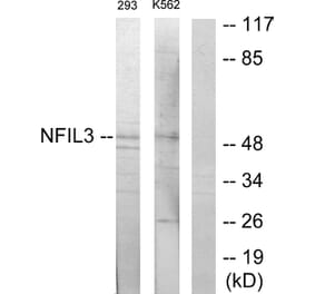 Western Blot - Anti-NFIL3 Antibody (C11134) - Antibodies.com