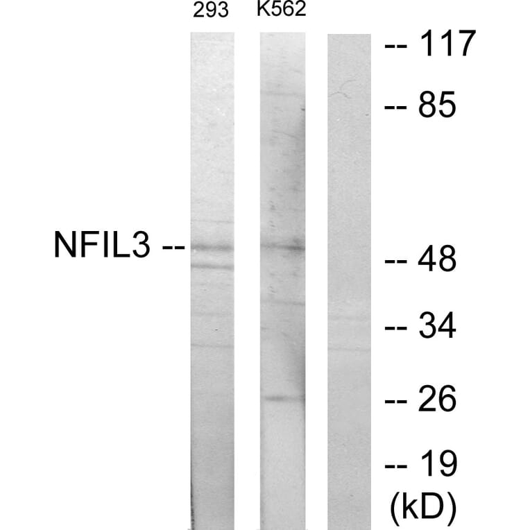 Western Blot - Anti-NFIL3 Antibody (C11134) - Antibodies.com