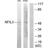 Western Blot - Anti-NFIL3 Antibody (C11134) - Antibodies.com