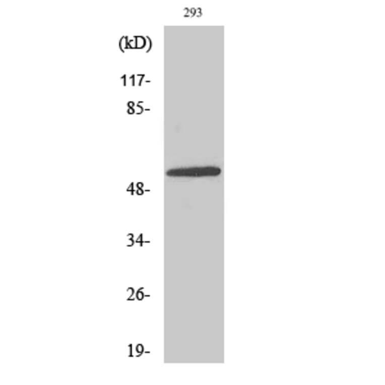 Western Blot - Anti-NFIL3 Antibody (C11134) - Antibodies.com