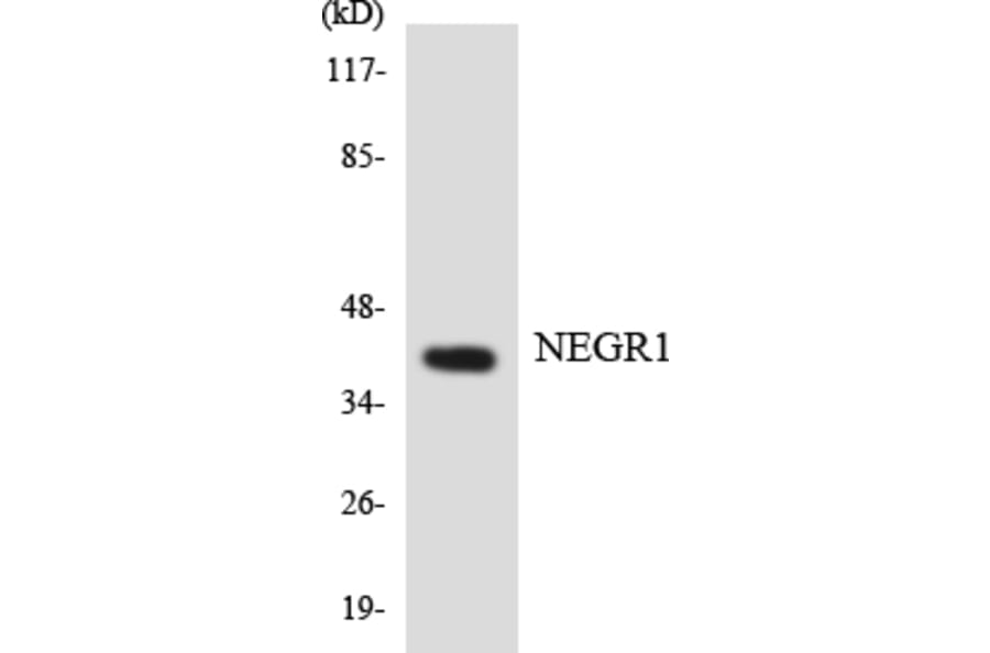 Western Blot - Anti-NEGR1 Antibody (R12-3087) - Antibodies.com