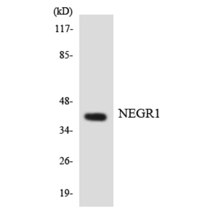 Western Blot - Anti-NEGR1 Antibody (R12-3087) - Antibodies.com