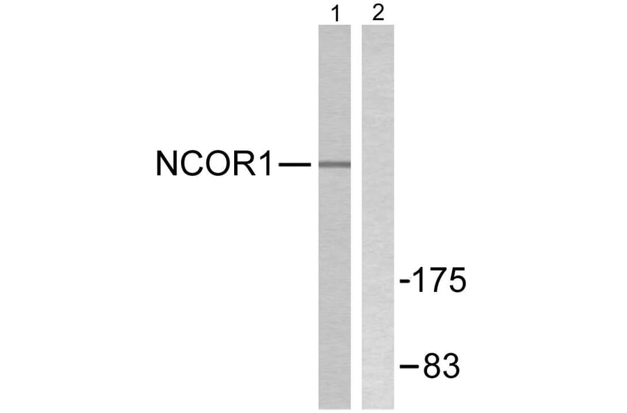Western Blot - Anti-NCoR1 Antibody (C0358) - Antibodies.com