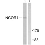 Western Blot - Anti-NCoR1 Antibody (C0358) - Antibodies.com