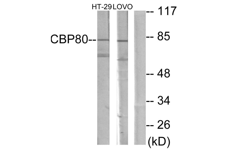 Western Blot - Anti-NCBP1 Antibody (C10911) - Antibodies.com