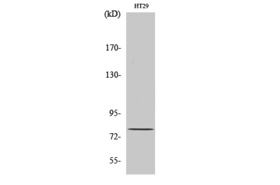 Western Blot - Anti-NCBP1 Antibody (C10911) - Antibodies.com