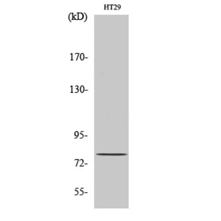 Western Blot - Anti-NCBP1 Antibody (C10911) - Antibodies.com
