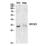 Western Blot - Anti-MYOD1 Antibody (C30039) - Antibodies.com