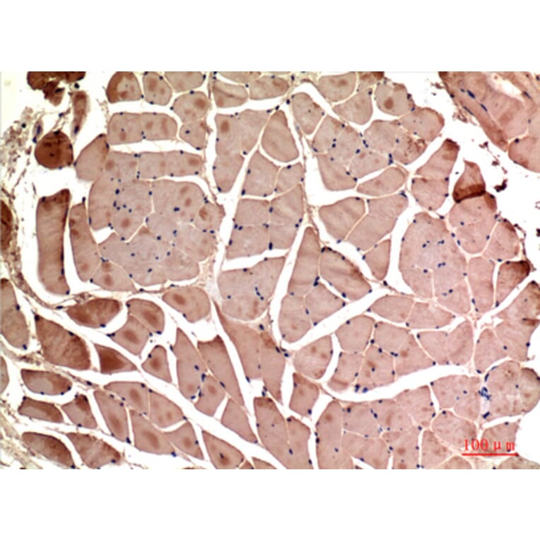 Immunohistochemistry - Anti-MYOD1 Antibody (C30039) - Antibodies.com