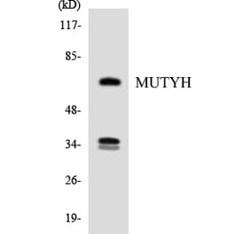 Western Blot - Anti-MUTYH Antibody (R12-3064) - Antibodies.com