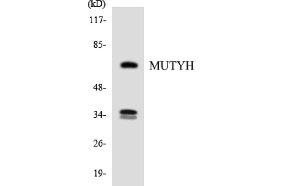 Western Blot - Anti-MUTYH Antibody (R12-3064) - Antibodies.com