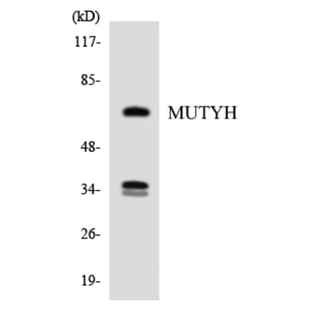 Western Blot - Anti-MUTYH Antibody (R12-3064) - Antibodies.com