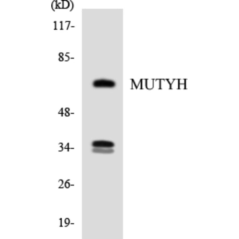 Western Blot - Anti-MUTYH Antibody (R12-3064) - Antibodies.com