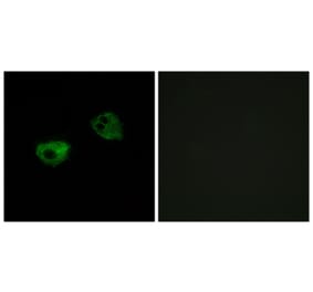 Immunofluorescence - Anti-MTR1A Antibody (G398) - Antibodies.com