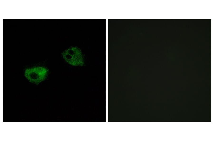 Immunofluorescence - Anti-MTR1A Antibody (G398) - Antibodies.com