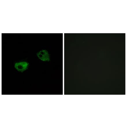 Immunofluorescence - Anti-MTR1A Antibody (G398) - Antibodies.com