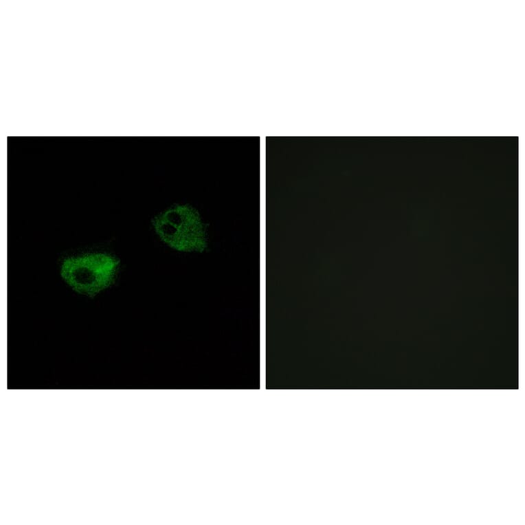 Immunofluorescence - Anti-MTR1A Antibody (G398) - Antibodies.com