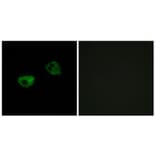 Immunofluorescence - Anti-MTR1A Antibody (G398) - Antibodies.com
