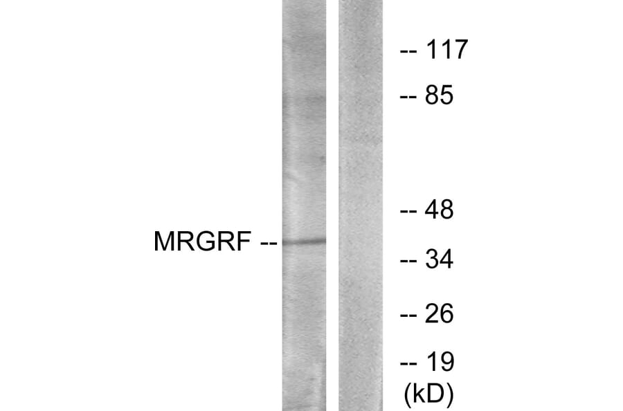 Western Blot - Anti-MRGRF Antibody (G392) - Antibodies.com
